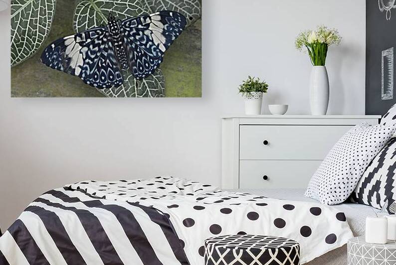 Hamadryas amphinome butterfly at the La Selva Jungle Lodge  Amazon Ecuador by Kevin Oke