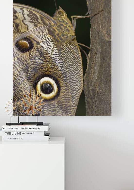 Owl butterfly Caligo idomeneus in the Amazon rainforest Amazon Ecuador by Kevin Oke