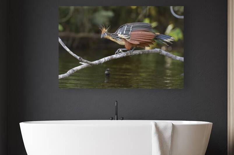 Hoatzin Opisthocomus hoazin on a branch over Lake Garzacocha La Selva Jungle Eco Lodge Amazon Basin Ecuador
 by Kevin Oke