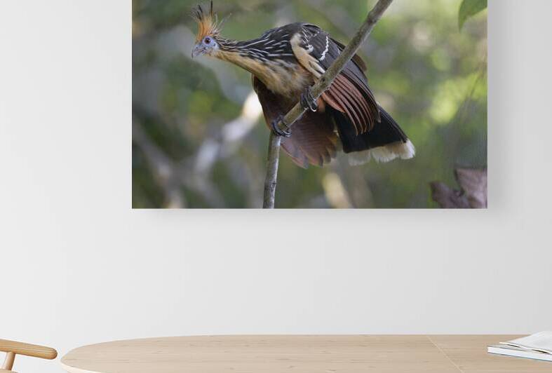 Hoatzin Opisthocomus hoazin on a branch La Selva Jungle Eco Lodge Amazon Basin Ecuador
 by Kevin Oke