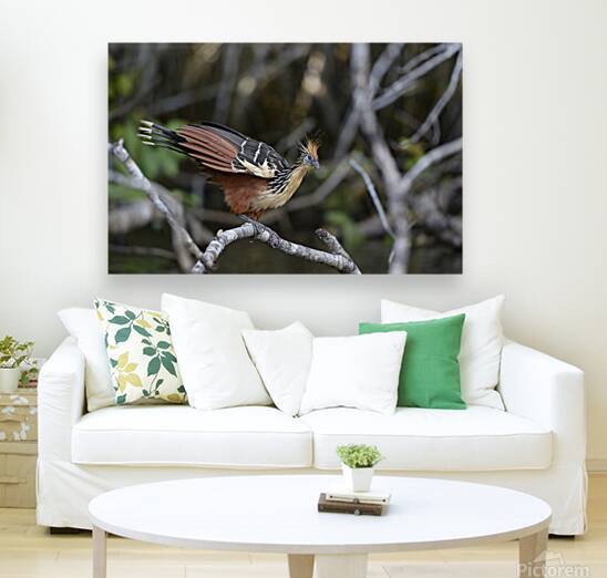 Hoatzin Opisthocomus hoazin on a branch over Lake Garzacocha La Selva Jungle Eco Lodge Amazon Basin Ecuador
 by Kevin Oke