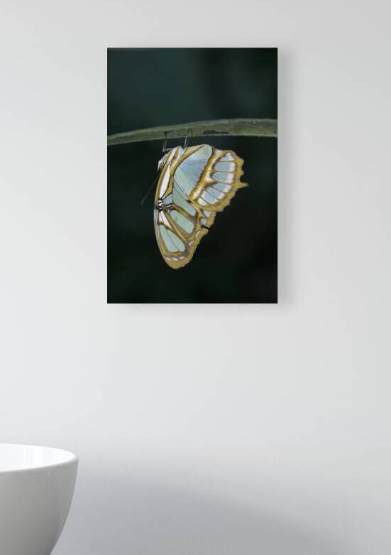 Butterfly at the La Selva Jungle Lodge butterfly farm Amazon Ecuador by Kevin Oke