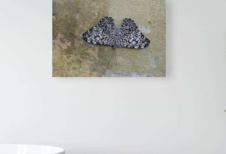 Feronia Cracker  Butterfly Hamadryas feronia Amazon Ecuador by Kevin Oke