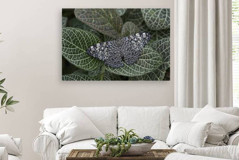 Feronia Cracker  Butterfly Hamadryas feronia Amazon Ecuador by Kevin Oke