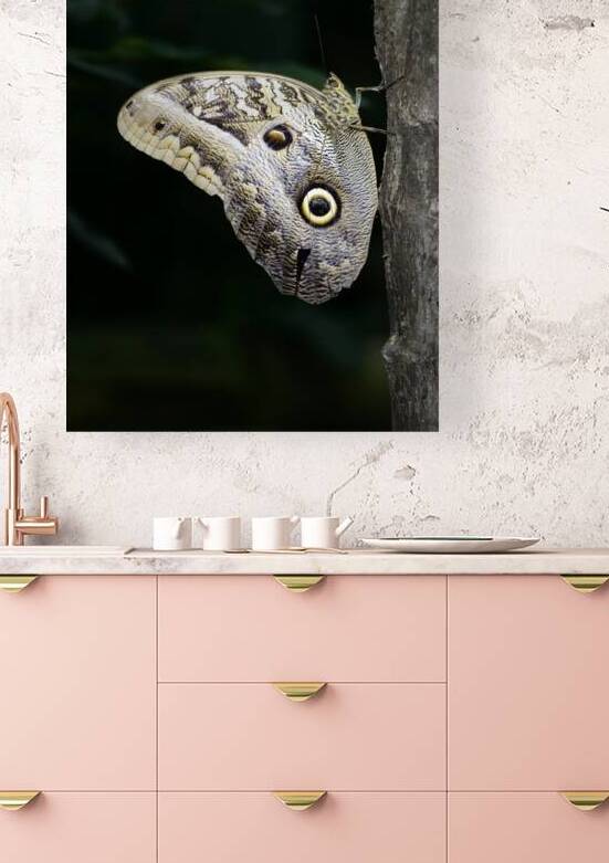 Owl butterfly Caligo idomeneus at the La Selva Jungle Lodge  Amazon Ecuador by Kevin Oke