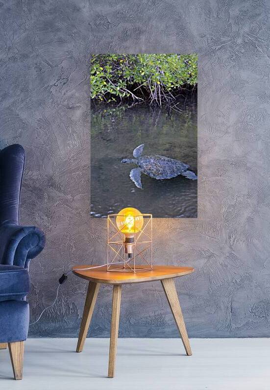 Galapagos green turtle Chelonia mydas agassisi Elizabeth Bay Isabela Island Galapagos Islands Ecuador by Kevin Oke