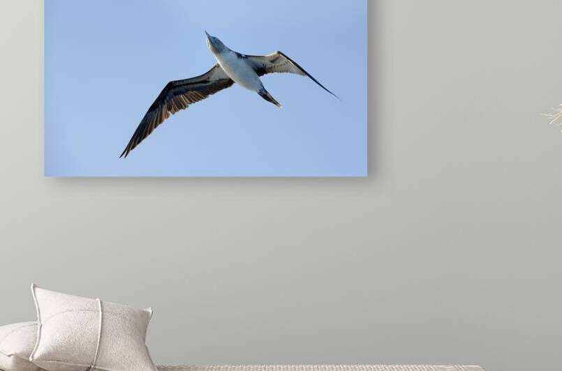 Blue footed Booby Sula nebouxii Punta Moreno Isabela Island Galapagos Islands Ecuador by Kevin Oke