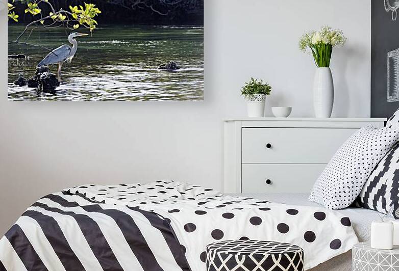 Great Blue Heron Ardea herodias Elizabeth Bay Isabela Island Galapagos Islands Ecuador by Kevin Oke