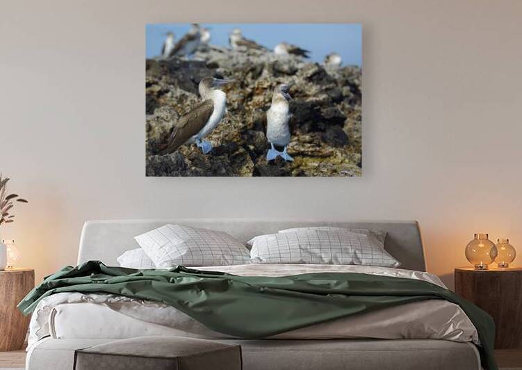 Blue footed Booby Sula nebouxii Punta Moreno Isabela Island Galapagos Islands Ecuador by Kevin Oke