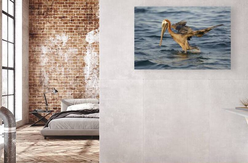 Brown Pelican Pelecanus occidentalis Elizabeth Bay Isabela Island Galapagos Islands Ecuador by Kevin Oke