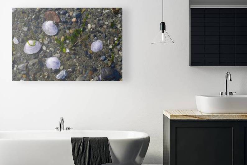 Sea shells - Spencer Spit  by Kevin Oke