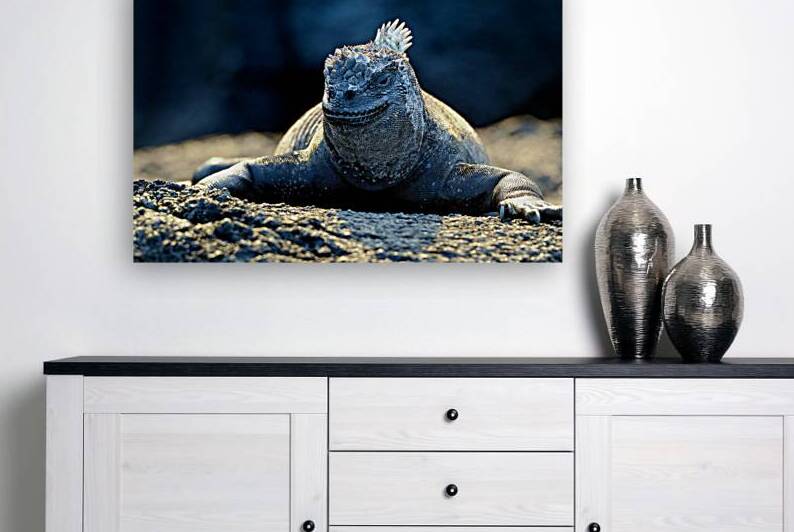 Marine Iguana perched on the rocks Punta Espinosa by Kevin Oke