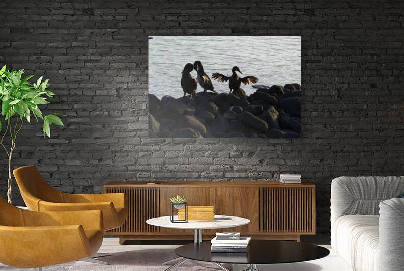 Flightless Cormorants Phalacrocorax harrisi stretching their wings. Punta Espinosa. Fernandina Island. Galapagos Islands. Ecuador by Kevin Oke