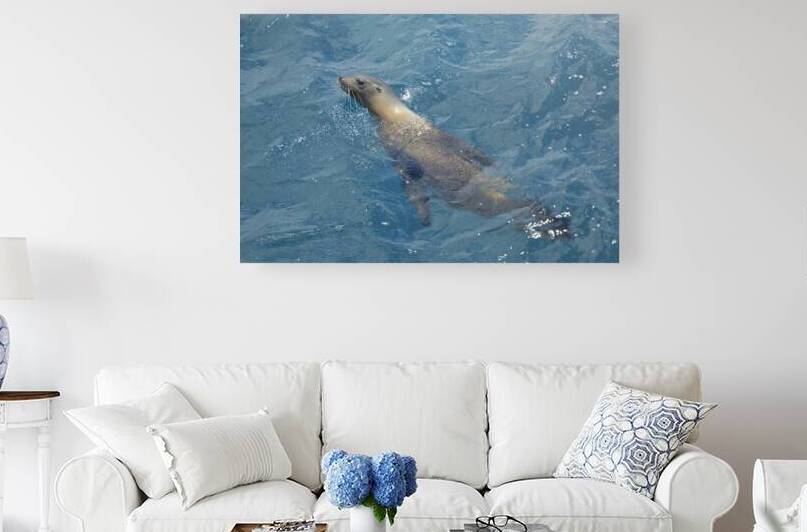 Galapagos sea lion Zalophus wollebaeki swimming in the ocean Floreana Island Galapagos Islands Ecuador by Kevin Oke