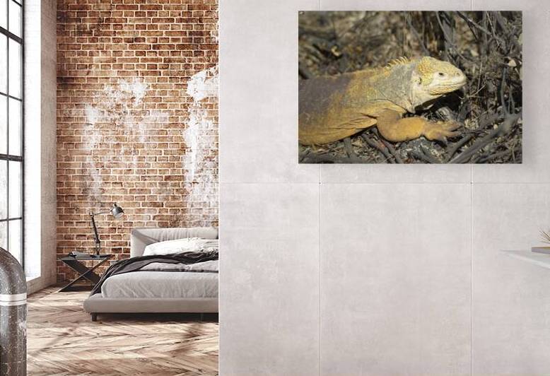 Galapagos land iguana. Isabela Island. Galapagos Islands. Ecuador by Kevin Oke