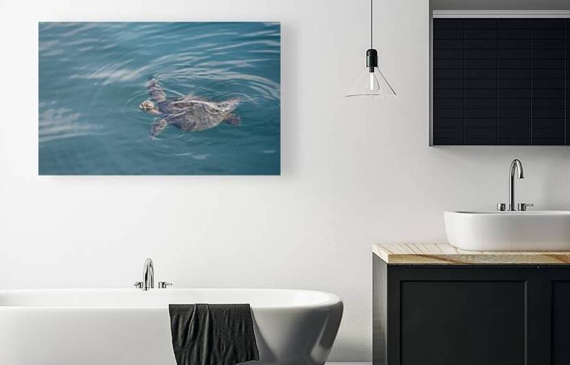 Galapagos green turtle. Isabela Island. Galapagos Islands. Ecuador by Kevin Oke