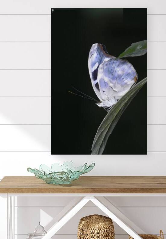 Butterfly at the La Selva Jungle Lodge butterfly farm by Kevin Oke