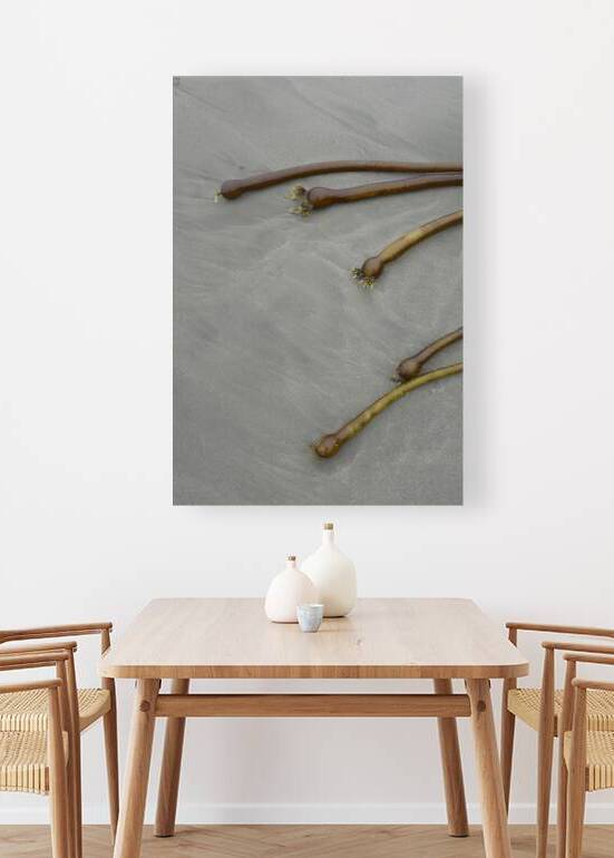 Bull kelp Florencia Beach Pacific Rim National Park by Kevin Oke