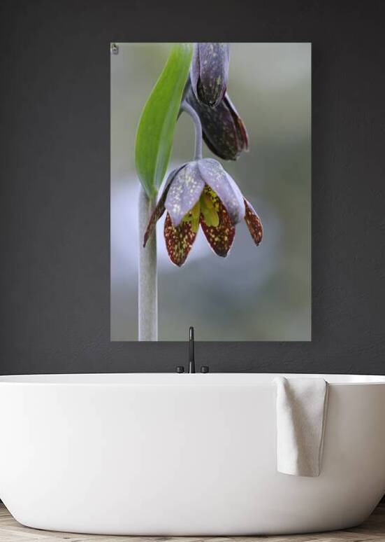 KO A48342a by Kevin Oke