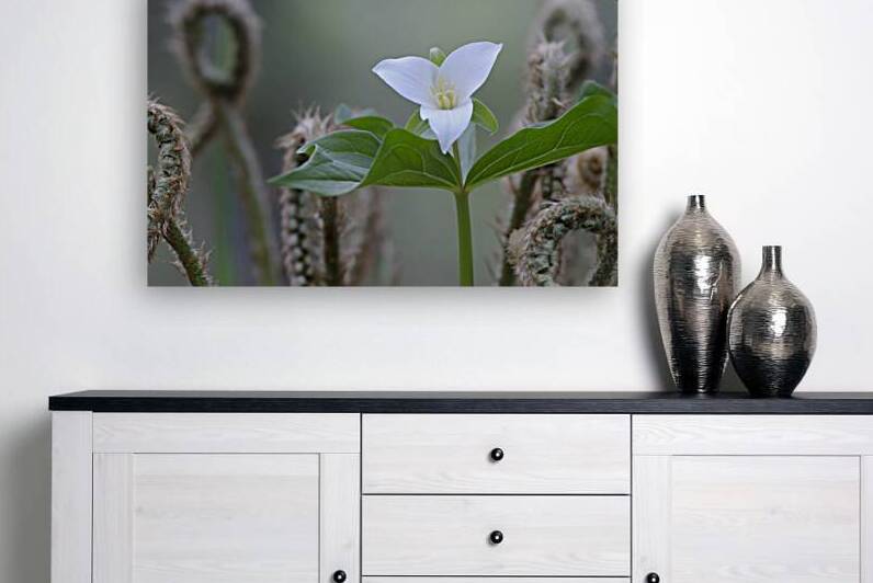 KO A17880 by Kevin Oke