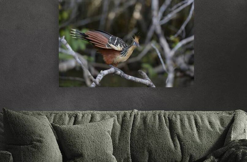 Hoatzin Opisthocomus hoazin on a branch over Lake Garzacocha La Selva Jungle Eco Lodge Amazon Basin Ecuador by Kevin Oke